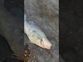Giant Yellowbelly left on the bank #fishing #freshwaterfishing #yellowbelly