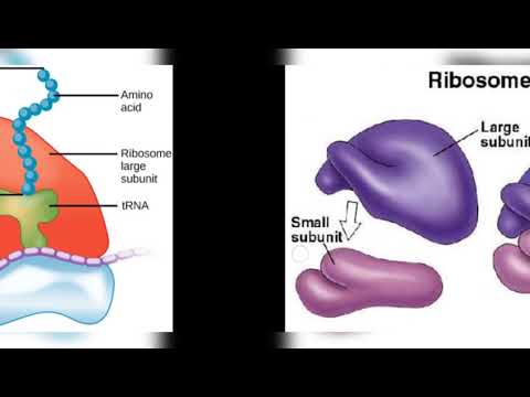 POINT MUTATION BY PHANINDRA GUPTHA
