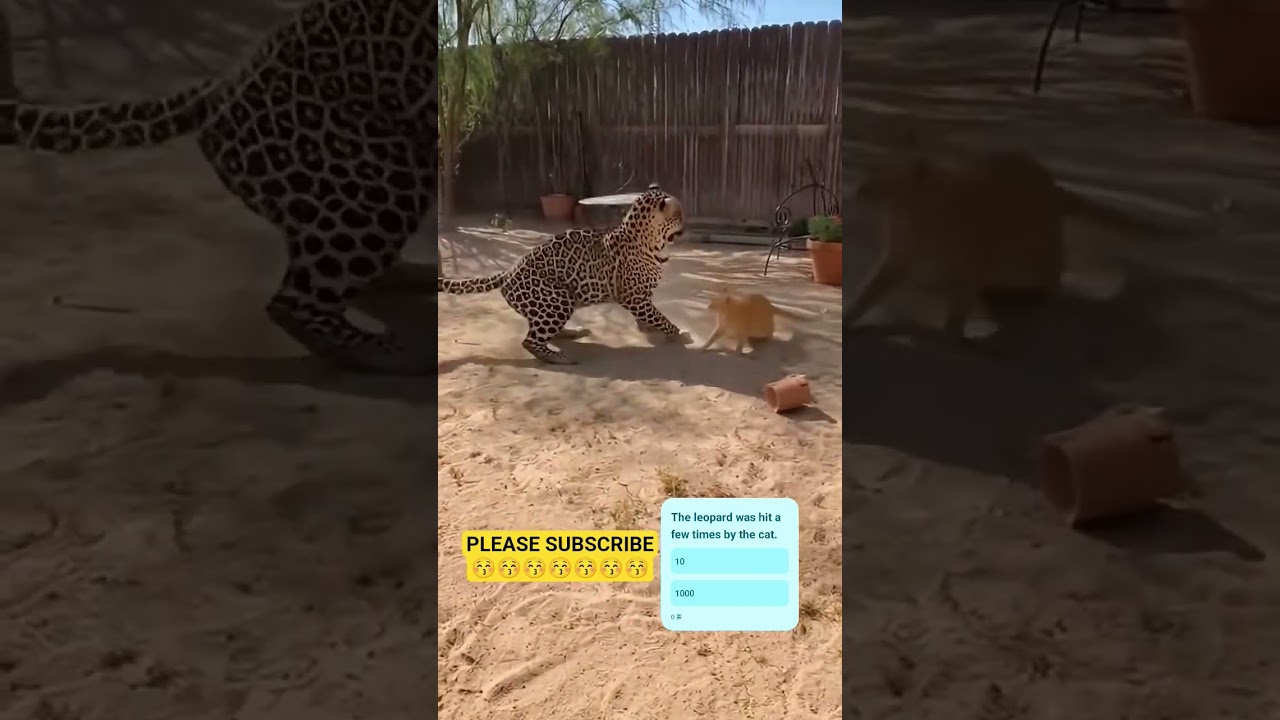 Orange Cat🐈 Shows This Leopard 🐆Who’s Boss!오렌지 고양이🐈가 표범🐆에게 누가 보스인지 보여준다!オレンジ色の猫🐈がヒョウ🐆に誰がボスかを見せつける！