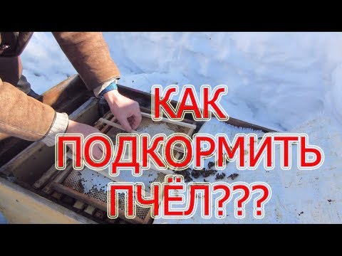 КАК ПРАВИЛЬНО ПОДКОРМИТЬ ПЧЁЛ ДО МАССОВОГО ОБЛЁТА ПЧЁЛ, РАМКОЙ МЁДА🔥🔥🔥