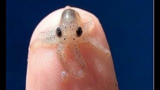 MOST Adorable Tiny Animals