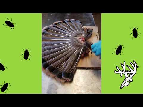 download lagu mp3 mp4 How To Dry Turkey Fan, download lagu How To Dry Turkey Fan gratis, unduh video klip How To Dry Turkey Fan