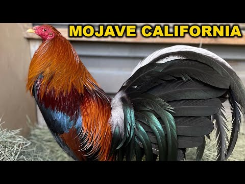 Pure Sweater Leiper Hatch Lacy Roundhead - MOJAVE FARM Beautiful Birds