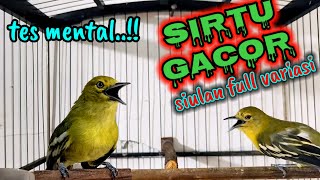 Download lagu Suara Sirtu Gacor Pemancing Emosi Lawan Terbaru100% Ampuh! Sirtu Gacor Bikin Burung Liar mp3