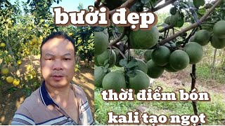 How to Handle Early Ripening and Yellowing Grapefruit | Proper Potassium Supplementation for Gre...