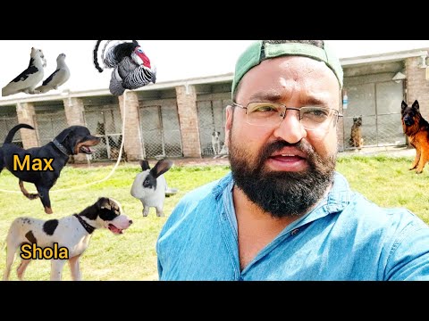 AAJ Max ko Sab Dogs k sat opan Kiya . Guinea Fowl ko pakar liya main ne