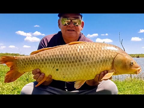 PESCA EN LA ISLA DE    BARADERO #carpfishing #pesca #fish #carp  #fishing #pescadeportiva