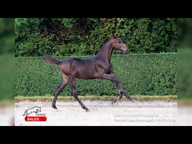 Loose jump movie at home Daiko st. Hubertushoeve (Emerald x What’s Color).