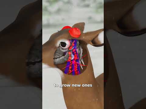 How Deer Regrow Their Antlers 🤔