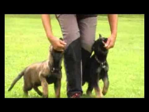 Eric, Eyscha, Extreme Orex, Emma Aykmar - Obedience - 8 WEEKS