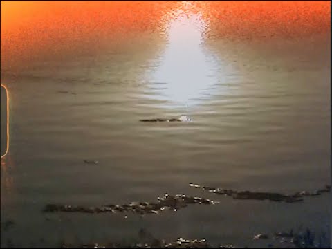 BOZHYDAR - SAM (Official audio)