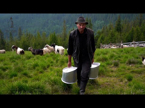 La stâna lui Mitru Turcu din Munții Rodnei | Mulsul sfânt al oilor și a caprelor | Tradiție străbună