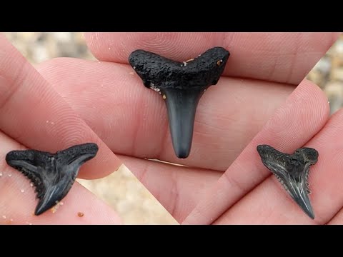 Shark Tooth/Fossil Hunting at North Topsail Beach & Onslow Beach