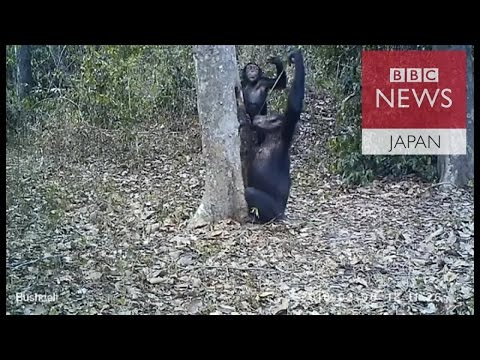 チンパンジー:掘削道具のプロフェッショナル