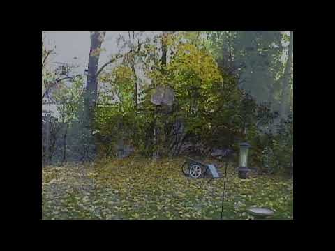 Juanito Thompson - Leaves