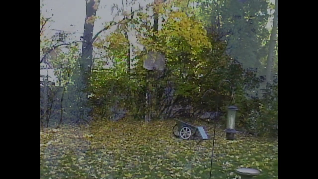 Juanito Thompson - Leaves