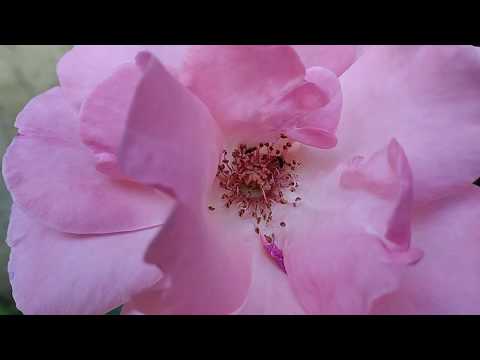 Rosa (Grandiflora var. Queen Elizabeth)