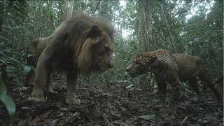 Un león escapó de un circo en México y protagonizó un encuentro épico con un jaguar