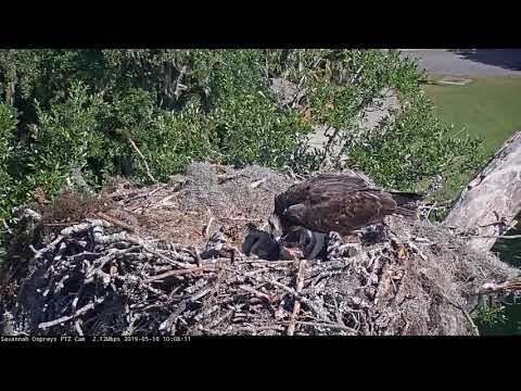 Youngest Osprey Chick Gets Big Meal After Huge Fish Delivered To Savannah  Nest – May 10, 2019