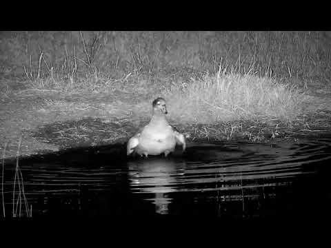 Djuma: Egyptian Geese fussing, then one goes into the pan - 02:31 - 07/22/21