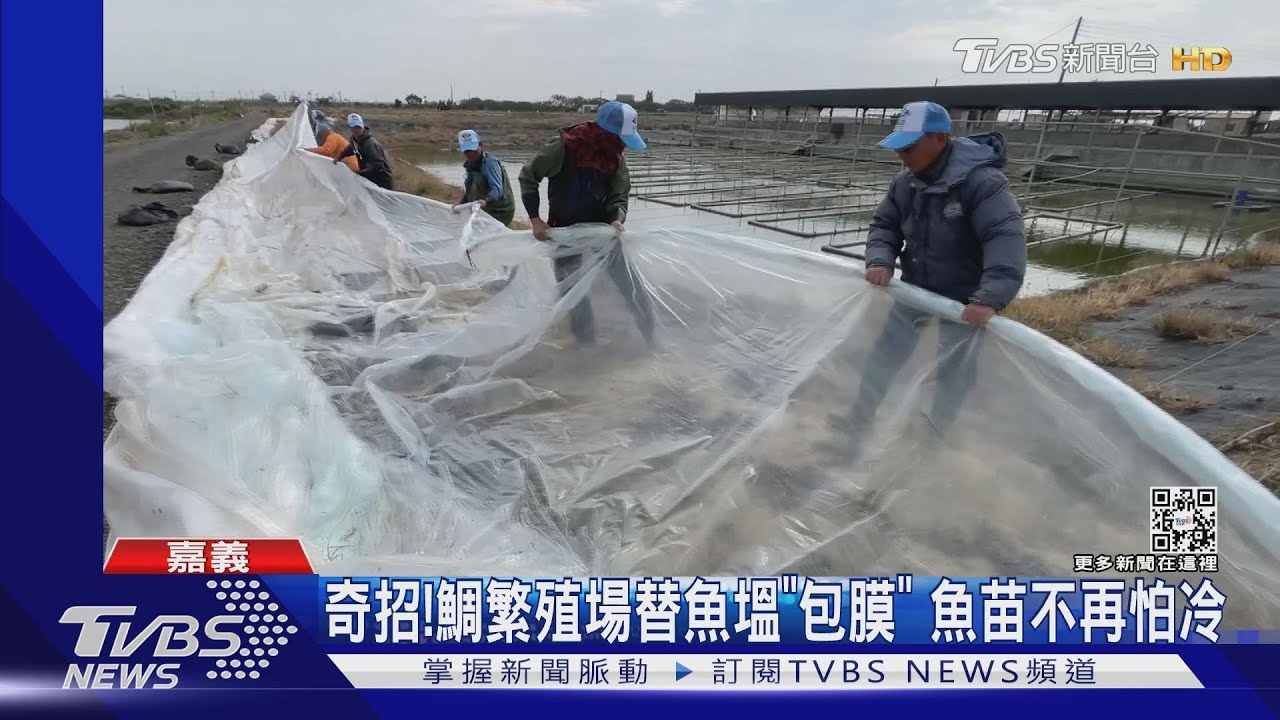 抗寒大作戰！魚塭「包膜」　蓮霧、香蕉園灌地下水保溫