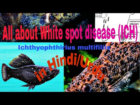 All you need to know about white spot (ICH) disease in Hindi/Urdu!