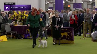 Russell Terriers | Breed Judging 2025