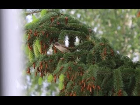 Kôrovník dlhoprstý — diagnostický treecreeping pohyb po kmeni