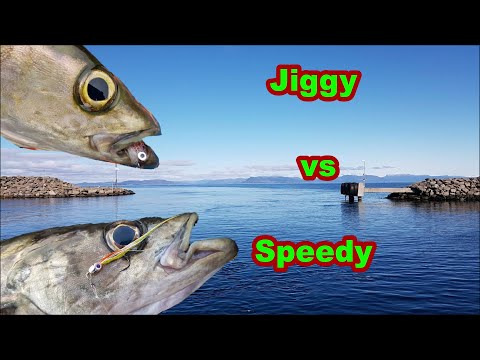 Jiggy VS Speedy - Fliegenfischen auf Pollack, Unterwasseraufnahmen