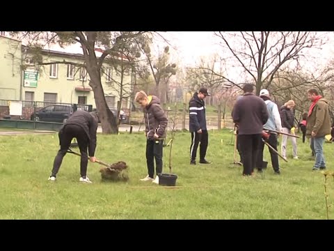 Dolní Benešov ► Výsadba ovocného sadu   │ #Hlucinsko.TV