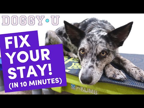 3 SECRETS to a BETTER DOWN STAY: START your PUPPY on their first STAY or fix the "pop-up" problem!