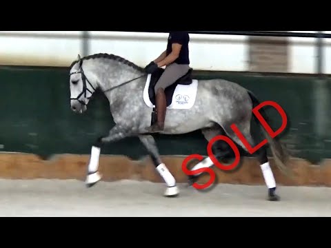 **SOLD** Lusitano Stallion 2017 - 1,63 | #MP434