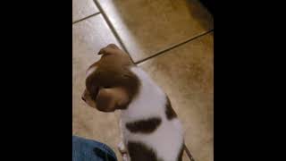 Chorkie Puppies Videos