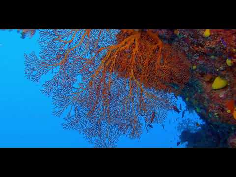 Fiji – Beautiful Walls, Soft Corals and Critters 8A - scuba diving video