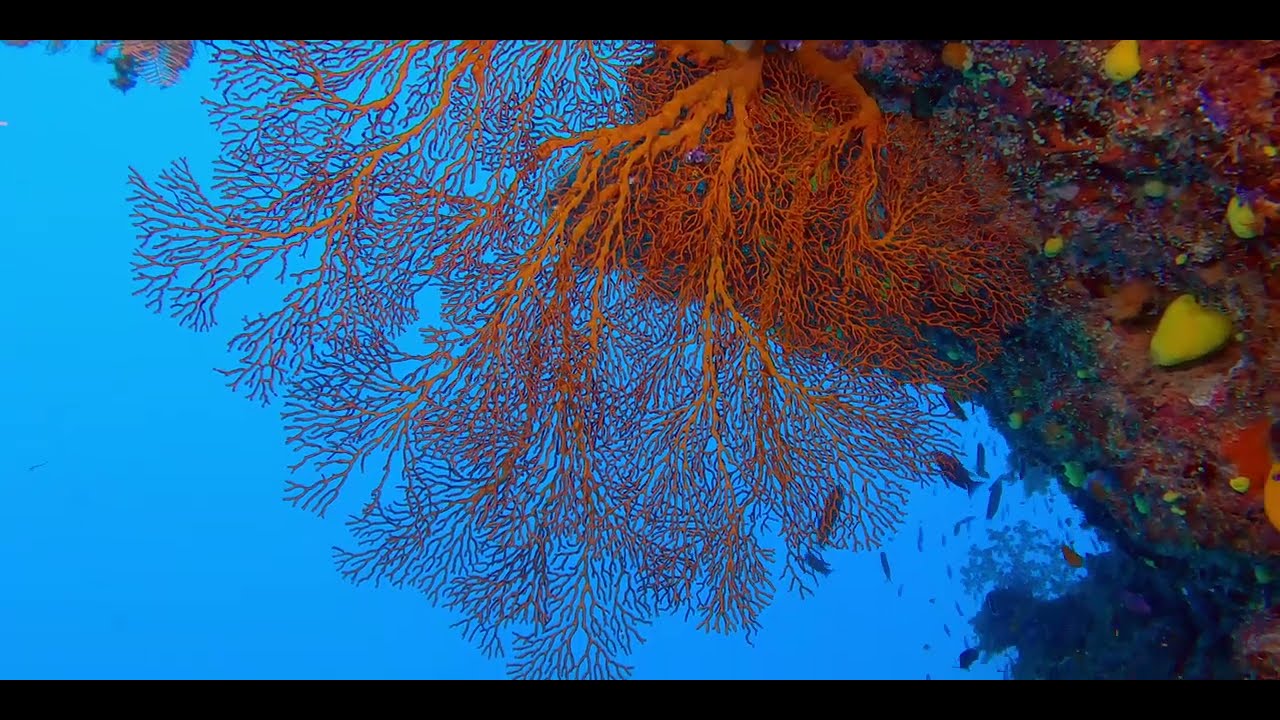 Sixth of 17 videos - Diving aboard "Naía" amongst multiple Fijian islands in pristine clear water