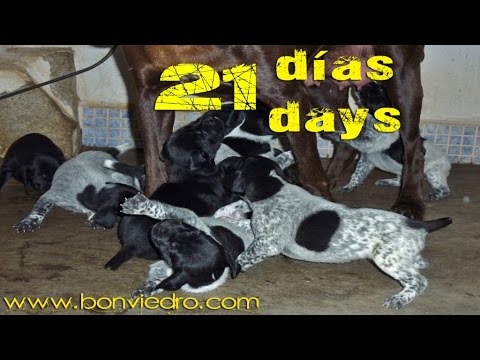 CACHORROS de BRACO ALEMAN con 21 DIAS | DEUTSCH KURZHAAR (GSP) PUPPIES 21 DAYS