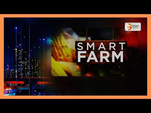 Smart farm | Scientists develop disease-resistant potato variety to boost yields