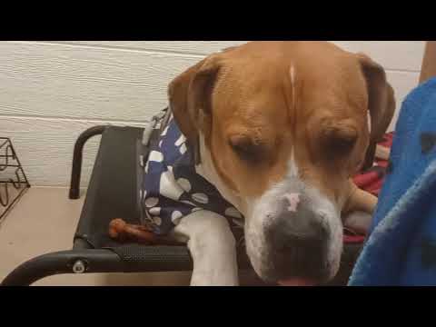 Goliath 5y A830498@TRN a foster doggie searching 4 forever home. Sore back leg no hunger20250622 171