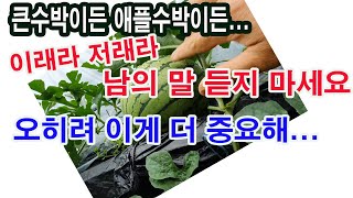 큰 수박 재배이든, 애플, 망고, 복수박 재배이든...이래라 저래라 남의 말 듣지 마세요. 어느 순을 기르든…