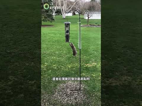 美國人為了防松鼠，到底想出了多少絕招？