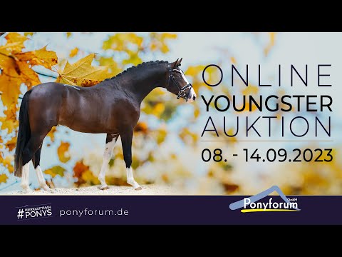 Wasteins Descarat Hengst  2020 v. Darubi Gold / Danny Gold