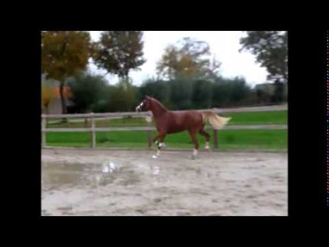2,5 years old pony stallion (FS Mr Right x Orchard Red Prince)
