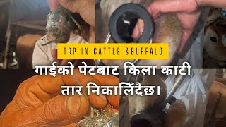 गाईको पेटबाट किला काटी तार निकालिँदैछ। TRP in Cattle !!  #drbhat #buffalo #nepali #cattle #goats