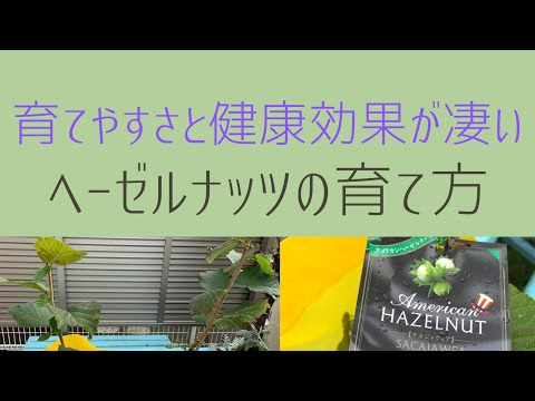 ツリーヘーゼル 植物