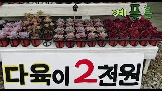2천원 튼튼한 묵은둥이 다육이 언제 사야하나요?
