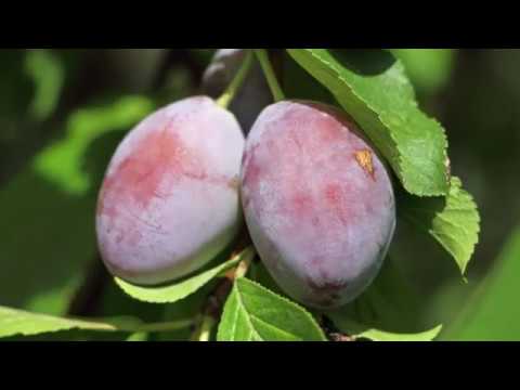 Autohtone vrste Srbije ep.9  18.04.2019. - Moravka, sorta šljiva