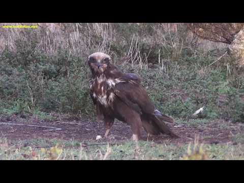 Aguilucho lagunero ( Circus aeruginosus ) Marsh Harrier