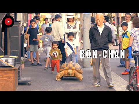 【Bon-chan 1】Taking His Tortoise for a Walk in Tsukishima| 巨大亀のぼんちゃん