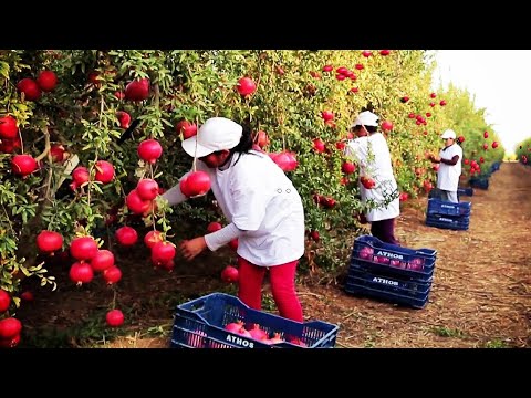 Pomegranate Cultivation And Harvesting With Awesome Agriculture Technology | Bio Farm