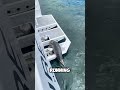 A Baby Seal Escaped An Orca By Jumping Into A Boat